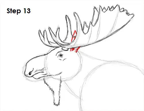 Featured image of post Drawing Of A Moose Head Start off by drawing a head guide and then the guidelines for the antlers and neck