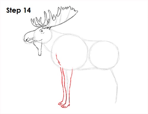 Draw Moose 14