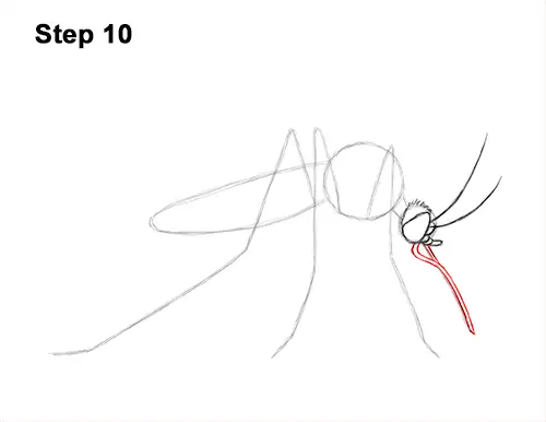 How to Draw a Mosquito Insect 10