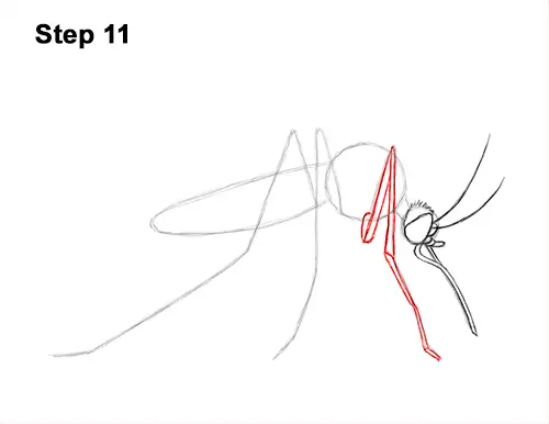 How to Draw a Mosquito Insect 11