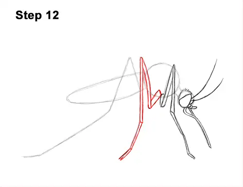 How to Draw a Mosquito Insect 12