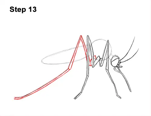 How to Draw a Mosquito Insect 13