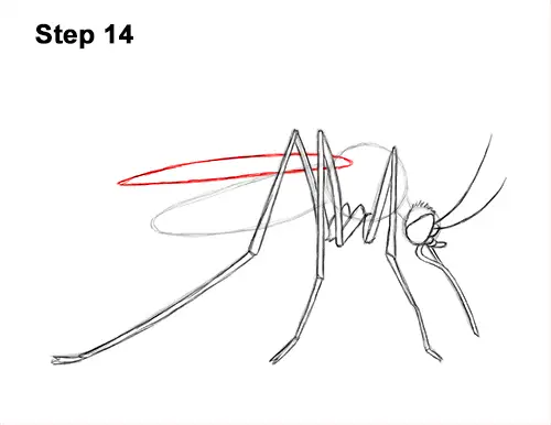 How to Draw a Mosquito Insect 14