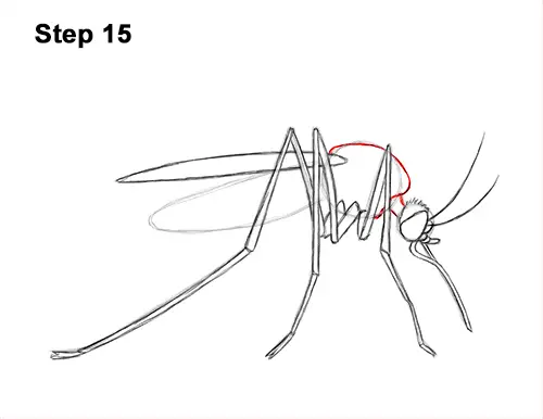 How to Draw a Mosquito Insect 15