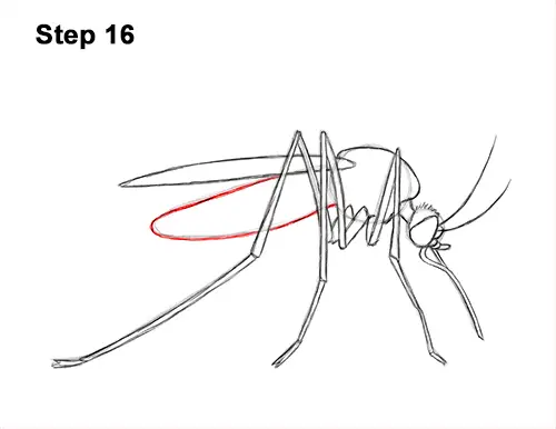 How to Draw a Mosquito Insect 16