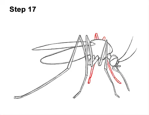 How to Draw a Mosquito Insect 17