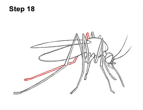 How to Draw a Mosquito Insect 18