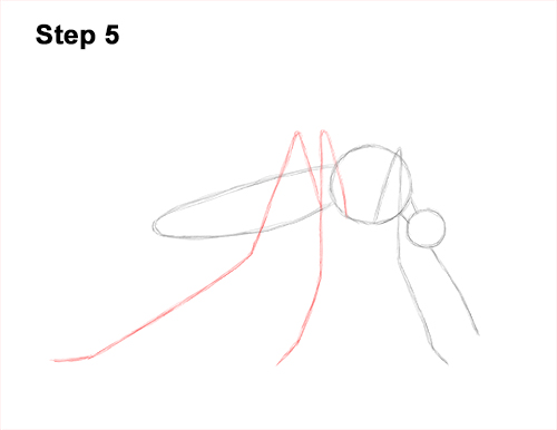 How to Draw a Mosquito Insect 5