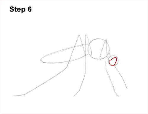 How to Draw a Mosquito Insect 6