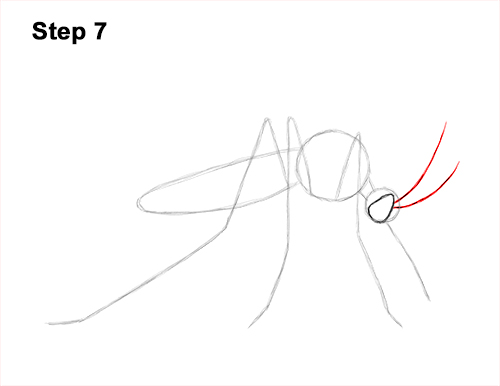How to Draw a Mosquito Insect 7