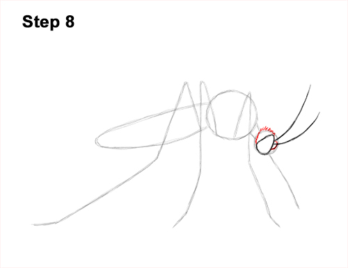 How to Draw a Mosquito Insect 8