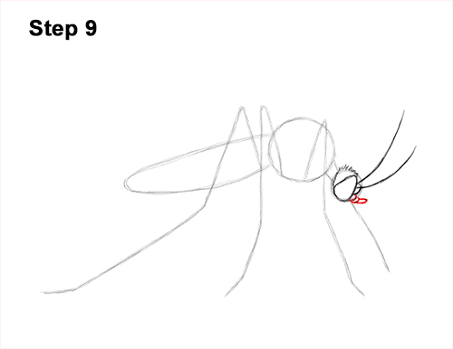 How to Draw a Mosquito Insect 9