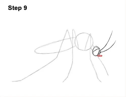 How to Draw a Mosquito Insect 9