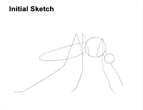 How to Draw a Mosquito Insect Guide Lines