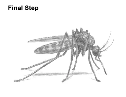 How to Draw a Mosquito Insect