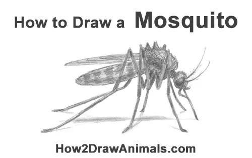 How to Draw a Mosquito  Easy Drawing Tutorial For Kids