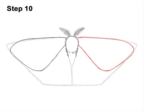 How to Draw an Emperor Moth Wings Insect 10
