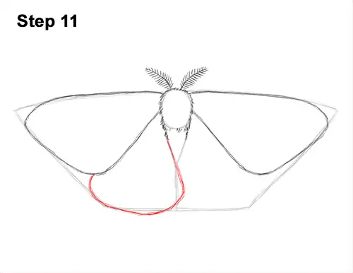 How to Draw an Emperor Moth Wings Insect 11