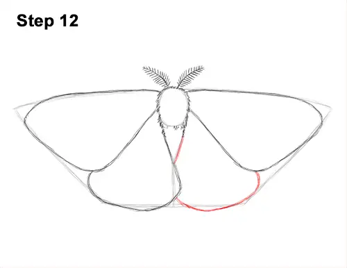 How to Draw an Emperor Moth Wings Insect 12