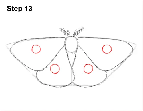 How to Draw a Moth (Emperor Moth) VIDEO & Step-by-Step Pictures