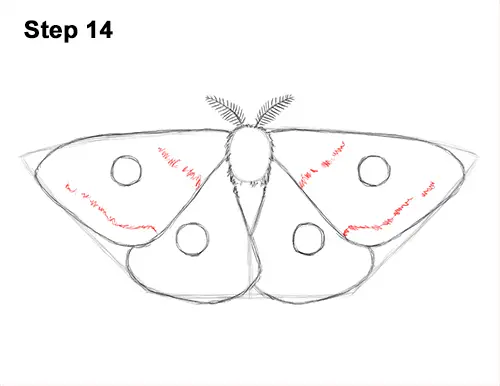 How to Draw a Moth (Emperor Moth) VIDEO & Step-by-Step Pictures