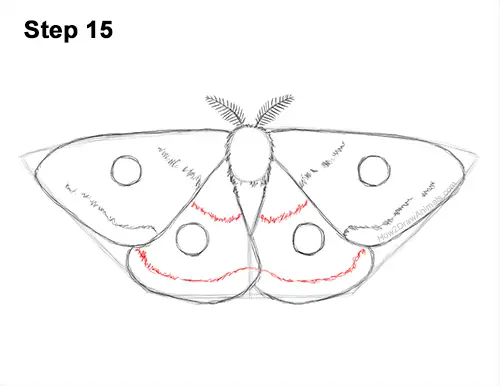 How to Draw an Emperor Moth Wings Insect 15
