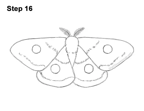 How to Draw an Emperor Moth Wings Insect 16