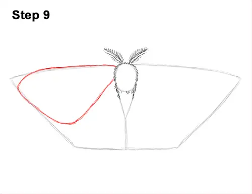 How to Draw an Emperor Moth Wings Insect 9