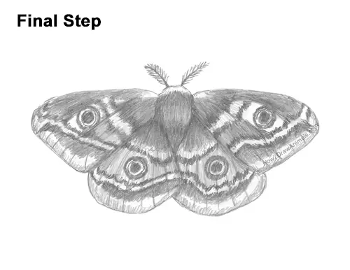 How to Draw an Emperor Moth Wings Insect