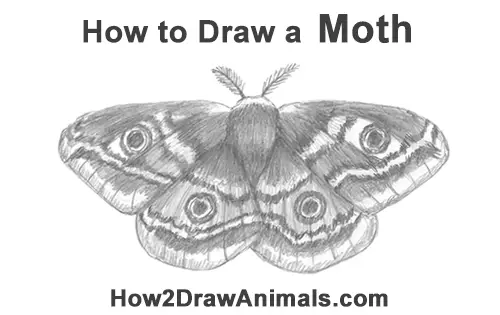 How to Draw an Emperor Moth Wings Insect