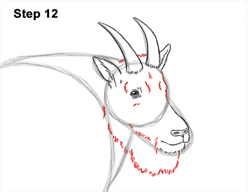 How to Draw a White Rocky Moutain Goat 12
