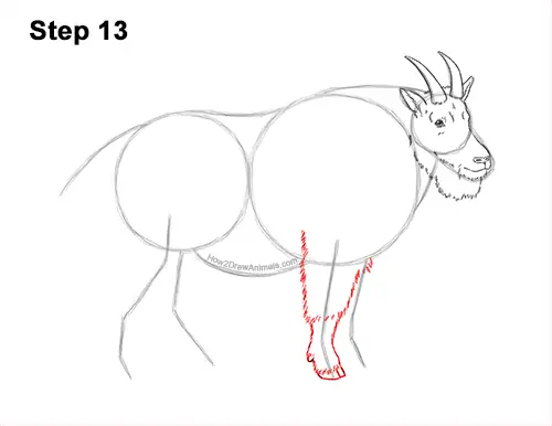 How to Draw a White Rocky Moutain Goat 13