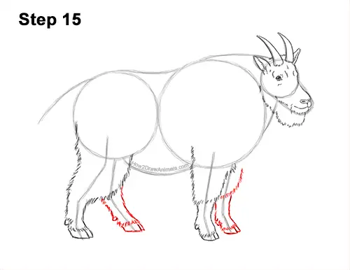How to Draw a White Rocky Moutain Goat 15