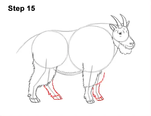 How to Draw a Mountain Goat VIDEO & Step-by-Step Pictures