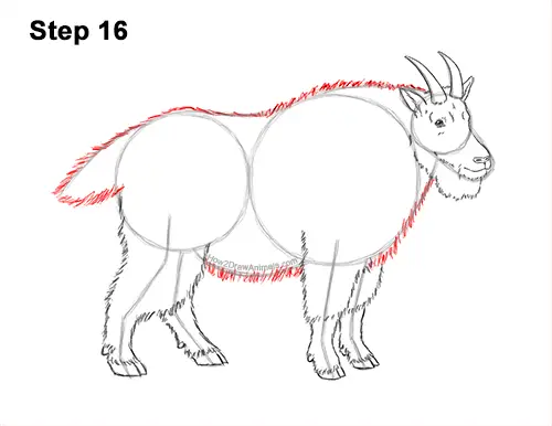 How to Draw a White Rocky Moutain Goat 16