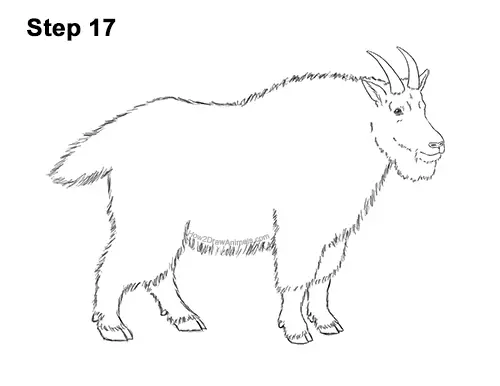 How to Draw a White Rocky Moutain Goat 17