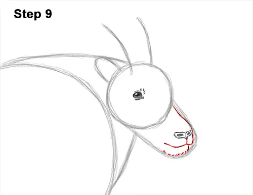 How to Draw a White Rocky Moutain Goat 9