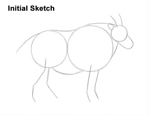 How to Draw a White Rocky Moutain Goat Guides Lines