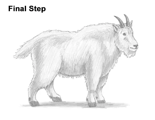 How to Draw a White Rocky Moutain Goat