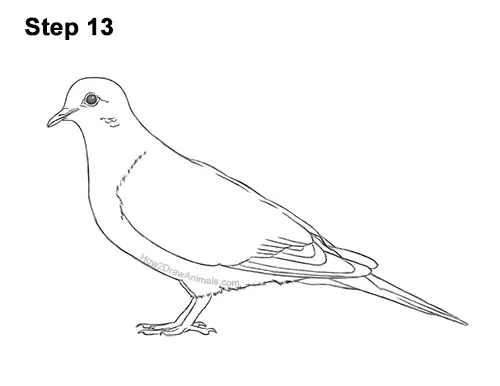 How to Draw a Mourning Dove Bird Pigeon 13
