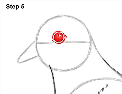 How to Draw a Mourning Dove Bird Pigeon 5