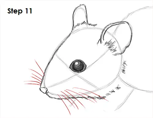 Draw Mouse 11