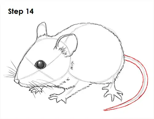 Draw Mouse 14