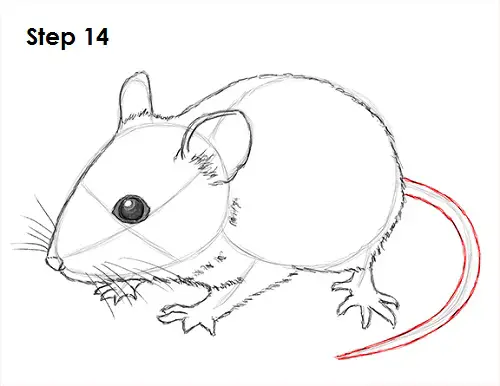 How to Draw a Mouse (Easy Drawing Tutorial) - Crafty Morning