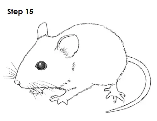 Draw Mouse 15