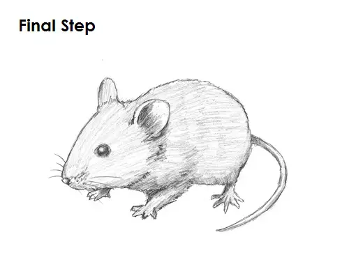 Discover more than 84 easy mouse sketch latest - in.eteachers