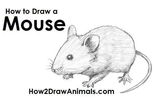 How To Draw Mickey Mouse Easy, Step by Step, Drawing Guide, by Dawn -  DragoArt