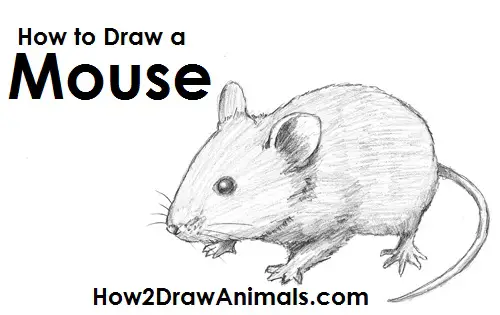 deer mouse drawing