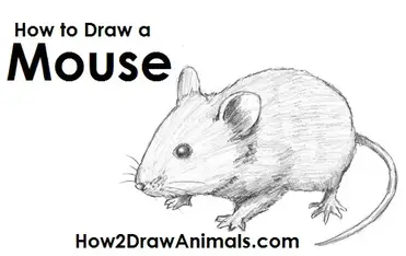 How To Draw A Mouse Video Step By Step Pictures