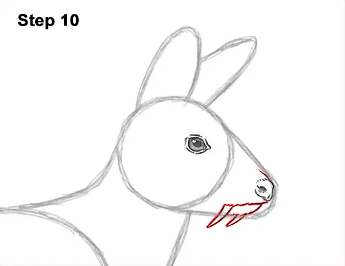 How to Draw a Siberian Musk Deer Fangs Teeth 10